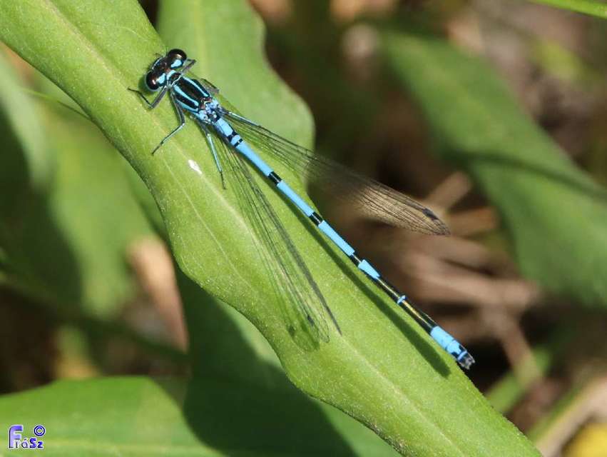 Coenagrion puella - azúrkék légivadász