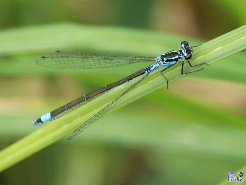 Coenagrion pulchellum - karcsú légivadász