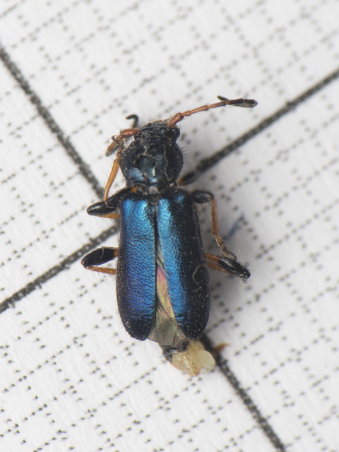 Phymatodes rufipes - kék háncscincér