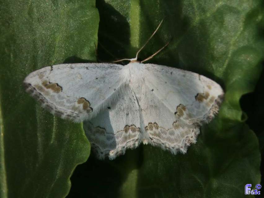 Scopula ornata - díszes fehéraraszoló