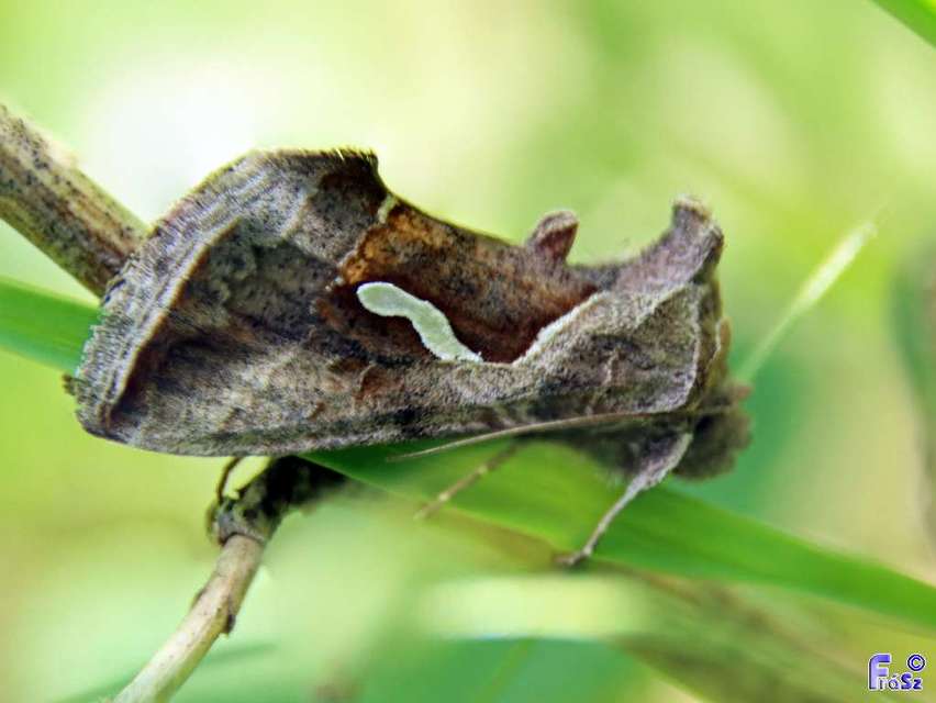Macdunnoughia confusa - cseppfoltos ezüstbagoly