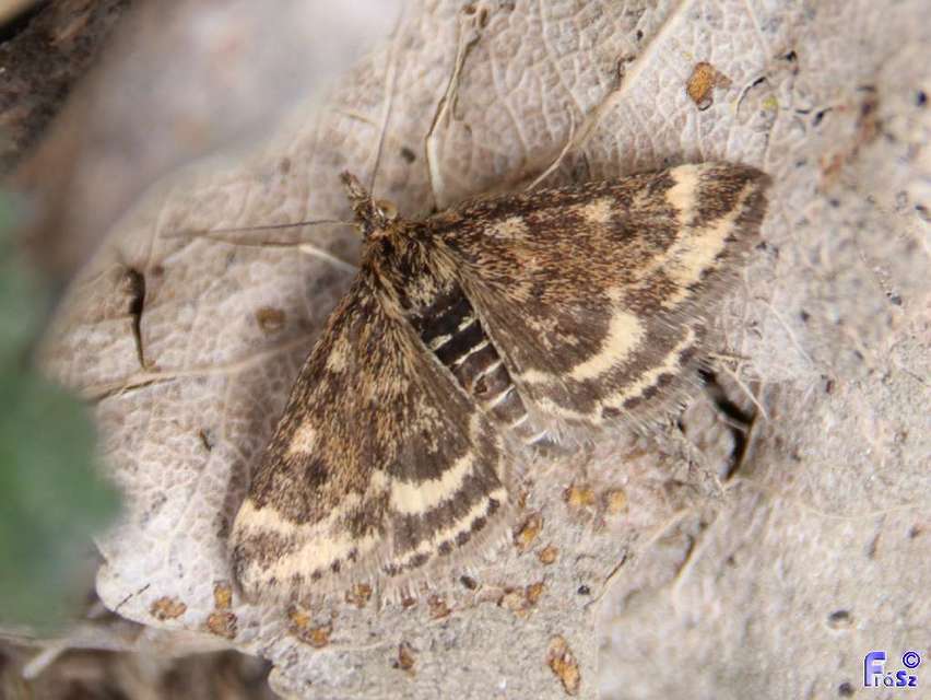 Pyrausta despicata - réti bíbormoly