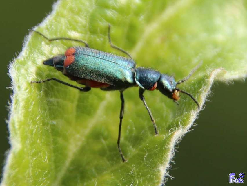 Malachius bipustulatus - kétfoltos bibircsesbogár