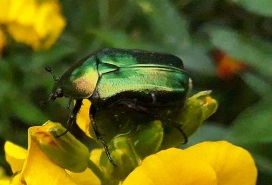 Cetonia aurata - aranyos virágbogár