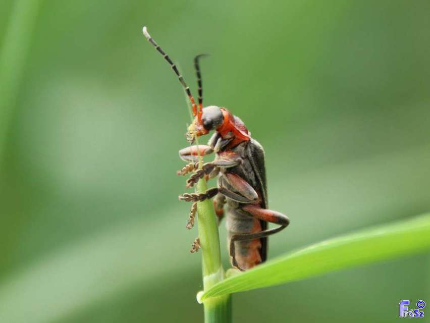 Cantharis rustica - suszterbogár