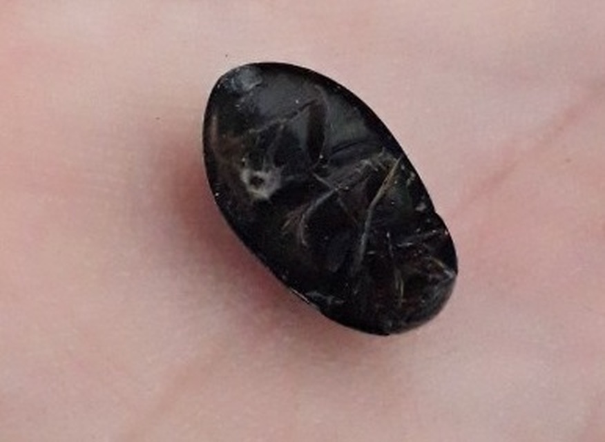 Hydrochara caraboides - kis csibor
