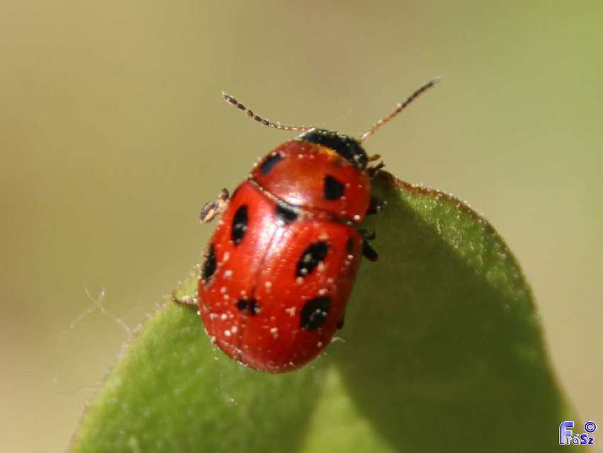 Gonioctena fornicata - közönséges lucernabogár