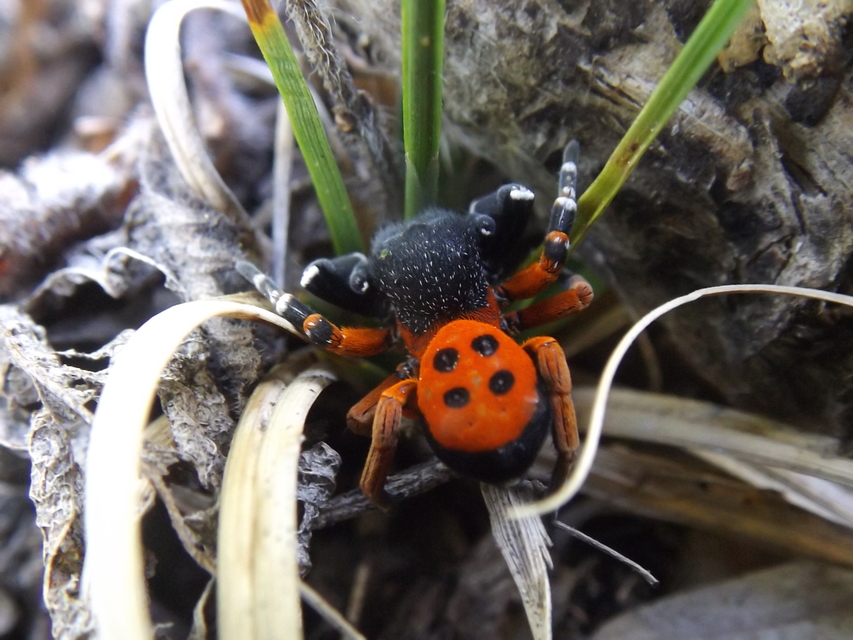 Eresus moravicus - sárgafejű bikapók Eresus moravicus - sárgafejű bikapók