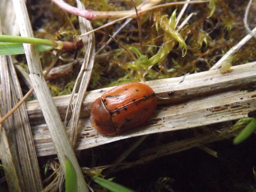 Cassida murraea - foltos pajzsbogár