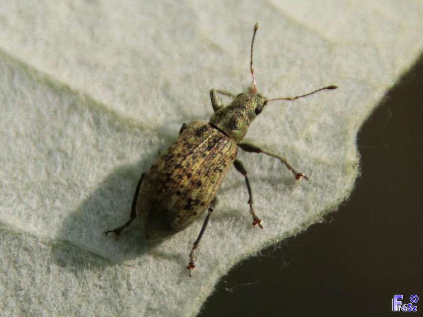 Polydrusus cervinus - aranyporos lombormányos