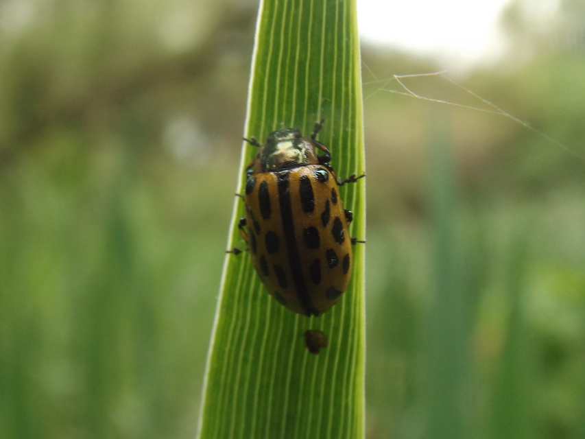 Chrysomela vigintipunctata - húszfoltos fűzlevelész