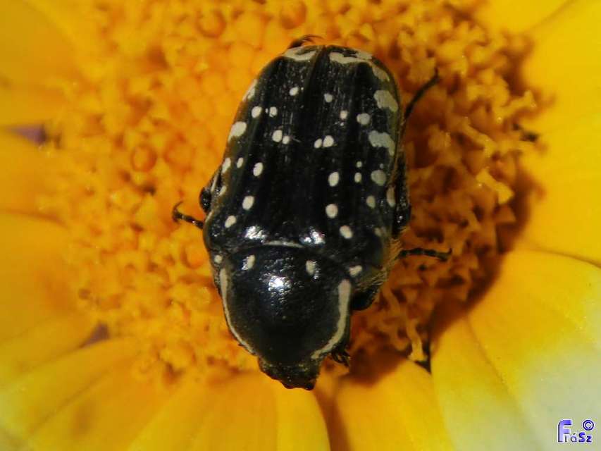 Oxythyrea cinctella