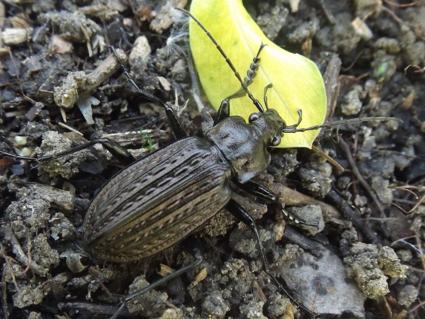 Carabus granulatus - mezei futrinka
