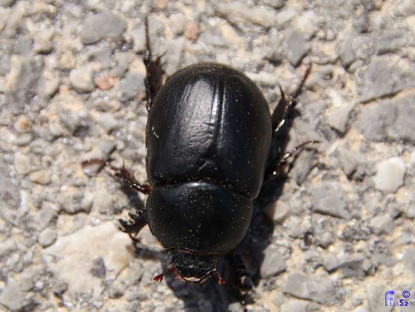 Pentodon idiota - butabogár
