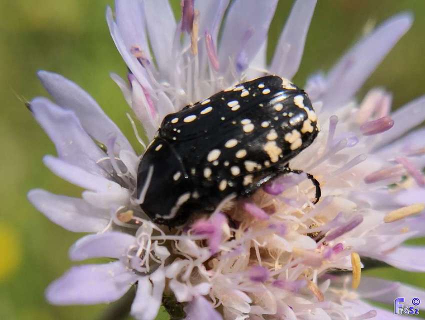 Oxythyrea cinctella