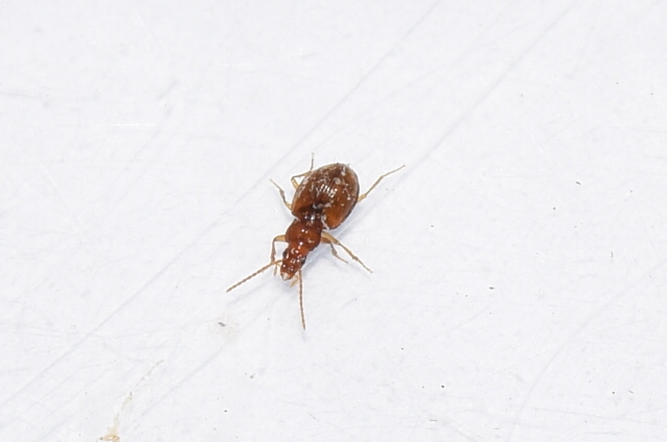 Porotachys bisulcatus - zömök martfutó