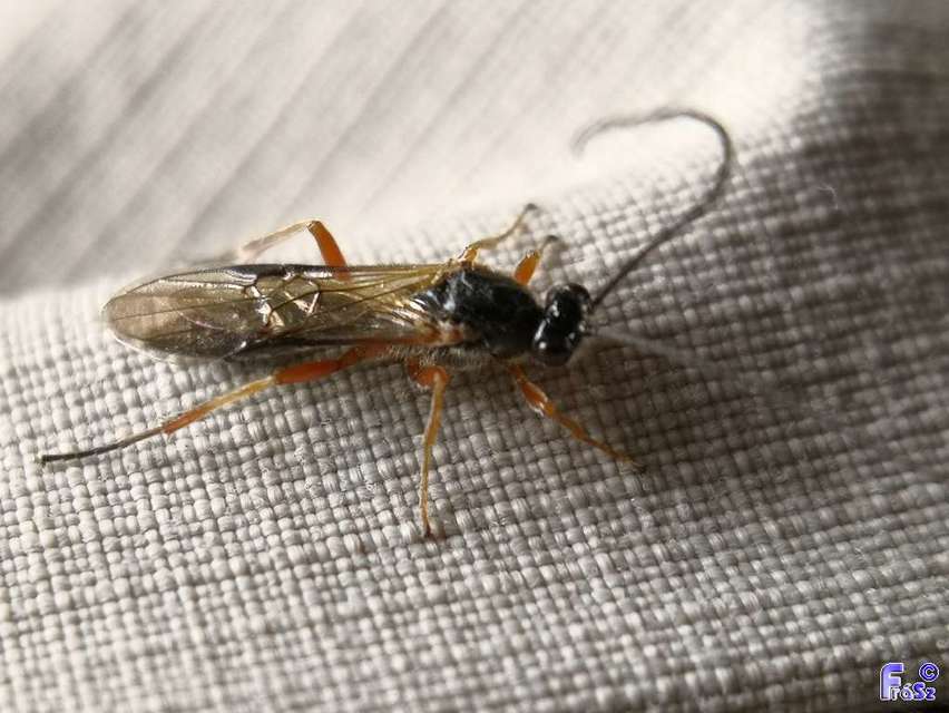 Braconidae - gyilkosfürkészek