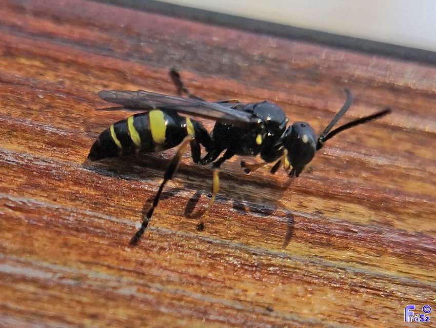 Gorytes