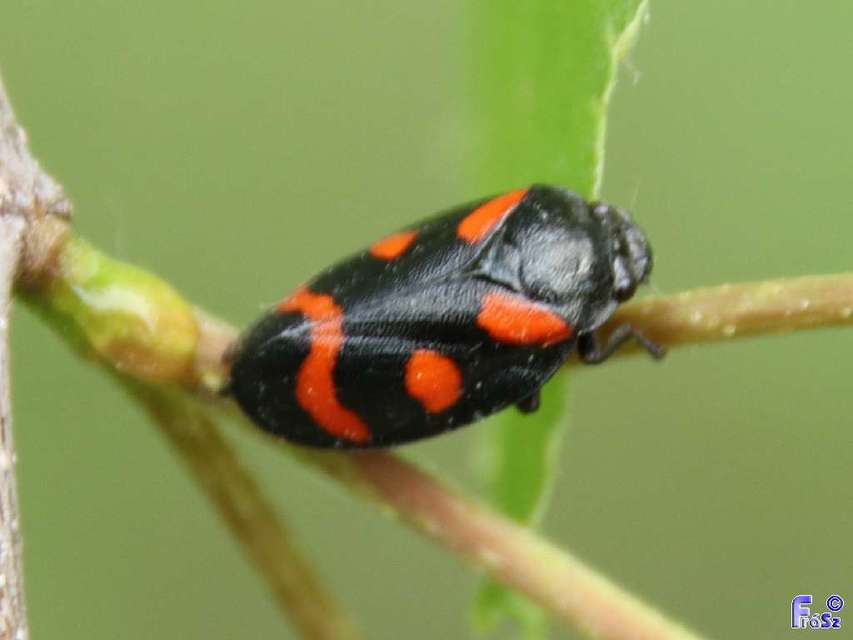 Cercopis arcuata/sanguinolenta
