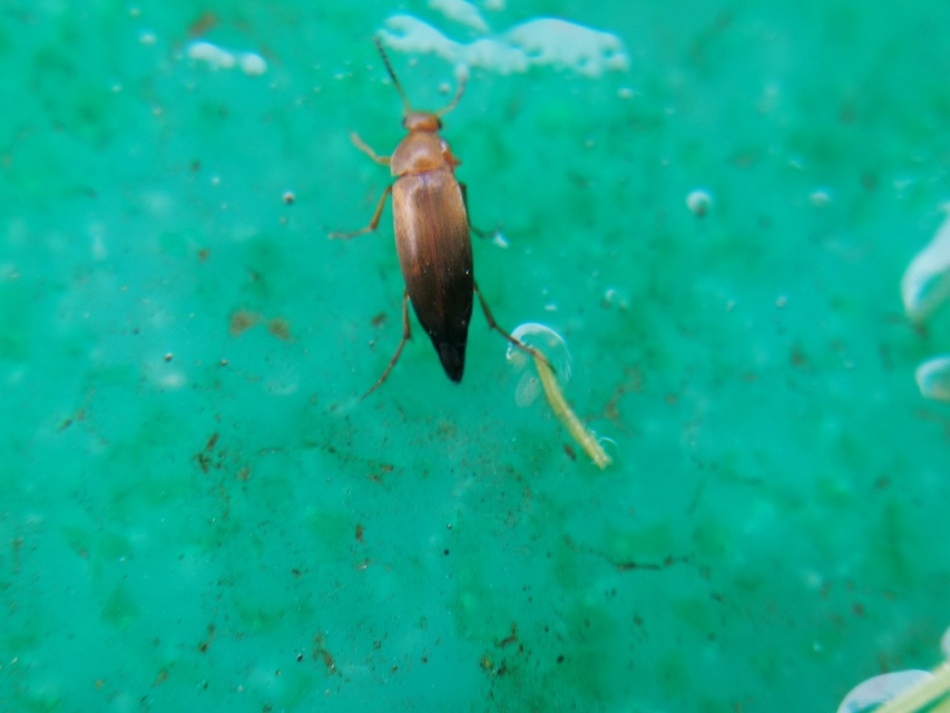 Anaspis flava - sárga árvabogár