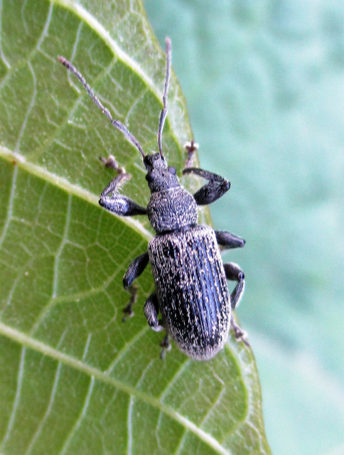Phyllobius