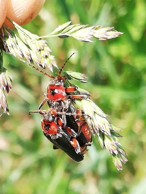 Cantharis rustica - suszterbogár