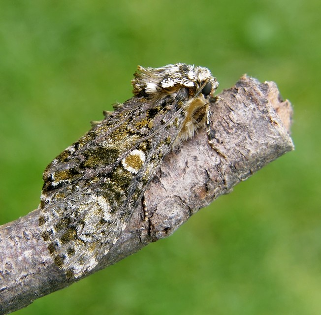 Craniophora ligustri - fagyalbagoly