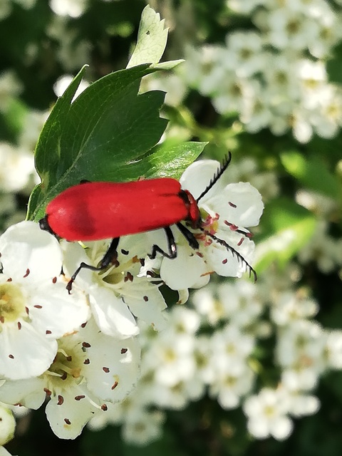 Pyrochroa coccinea - nagy bíborbogár