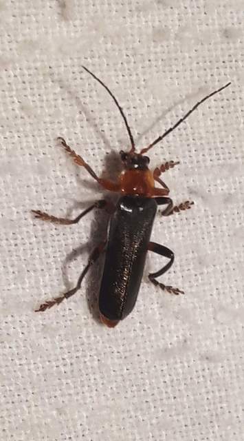 Cantharis livida - mezei lágybogár