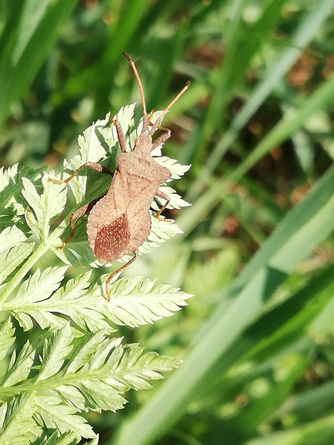 Coreus marginatus - közönséges karimáspoloska