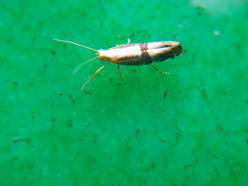 Argyresthia