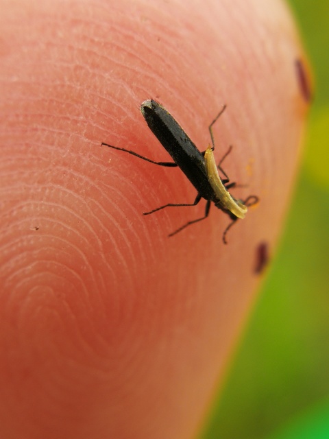 Dolichosoma lineare - ösztövér karimásbogár