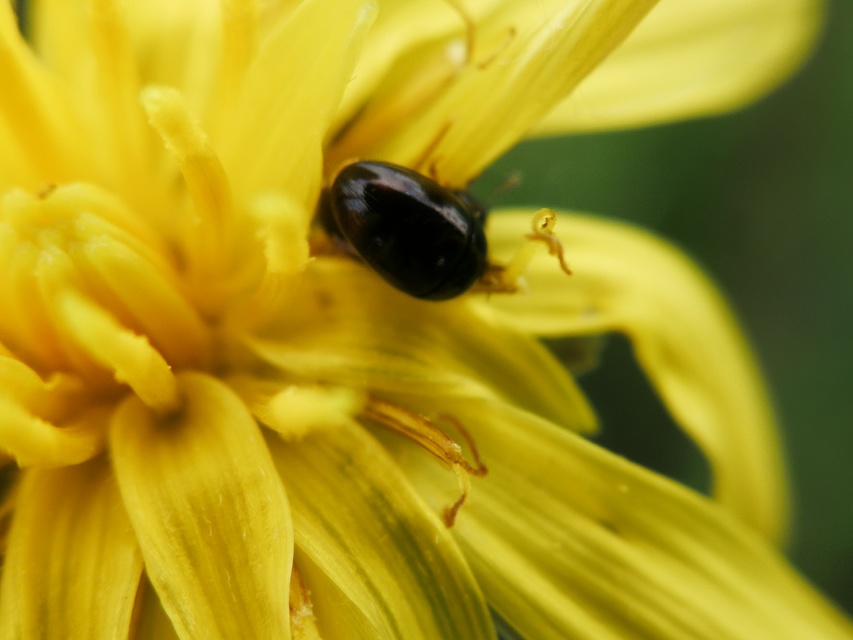Phalacridae - kalászbogárfélék Phalacridae - kalászbogárfélék
