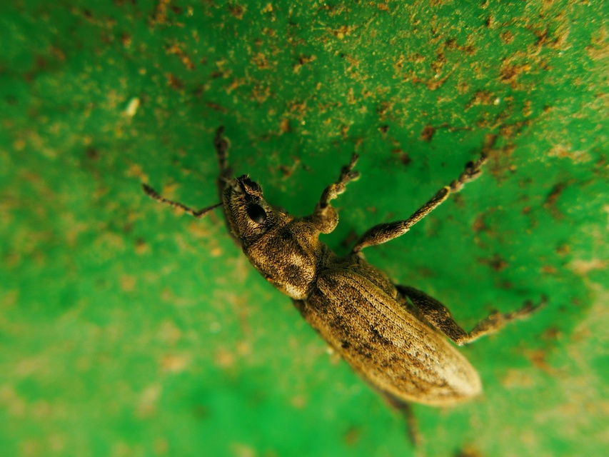 Tanymecus dilaticollis - kukorica-hegyesfarúbarkó