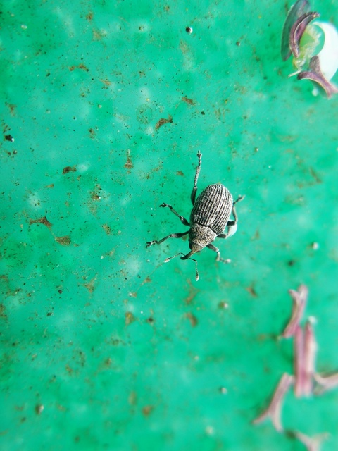 Ceutorhynchus typhae - pásztortáska-ceutormányos