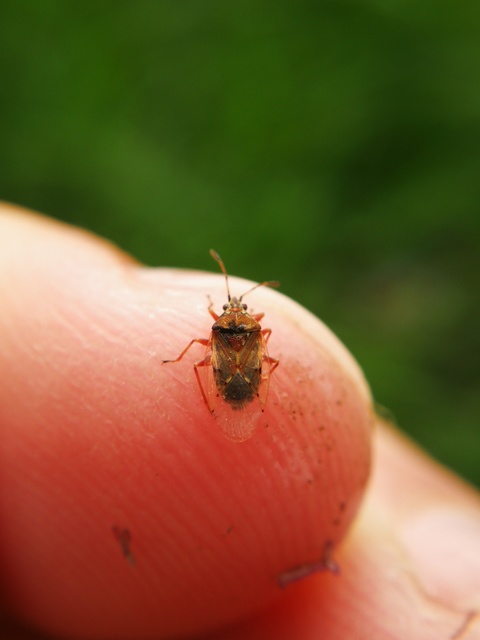 Kleidocerys resedae - nyírbodobács