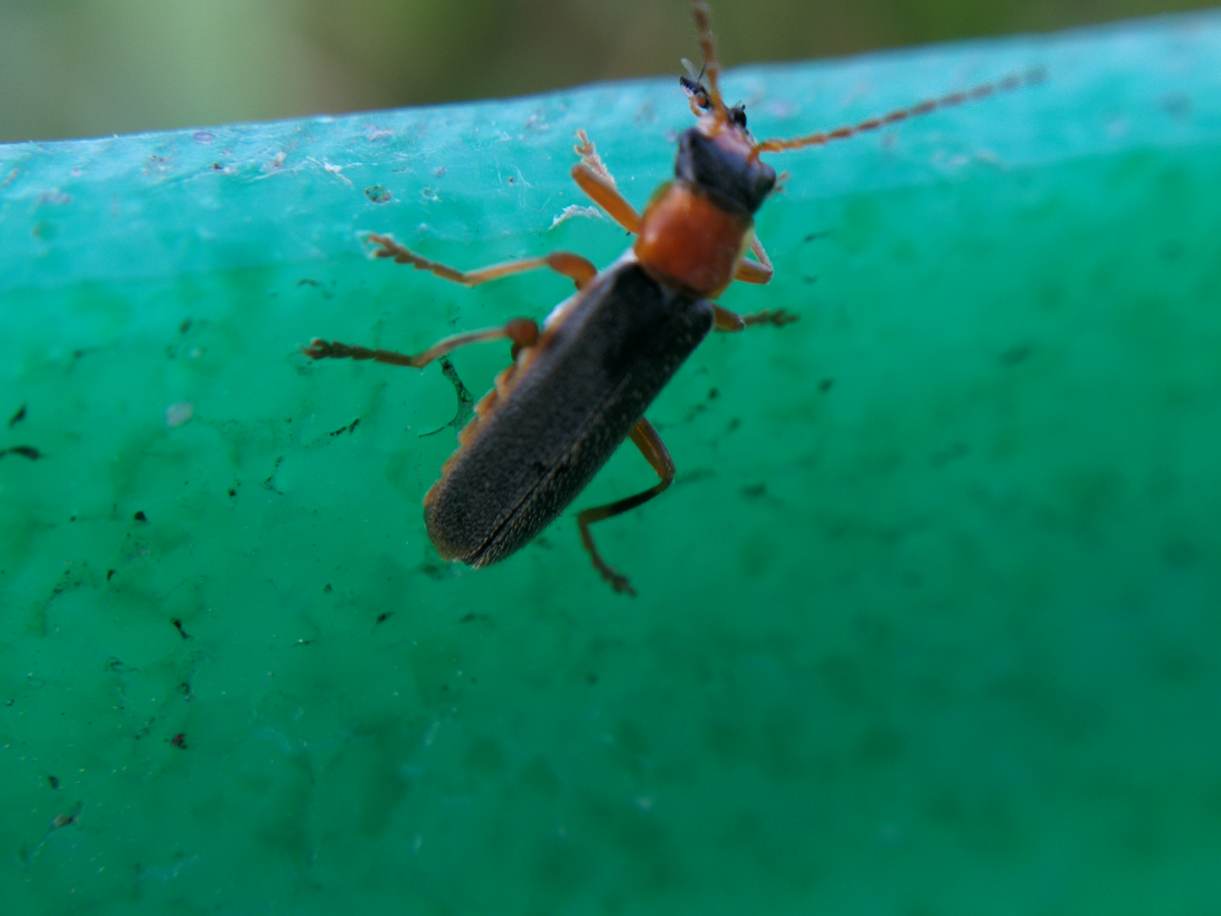 Cordicantharis longicollis
