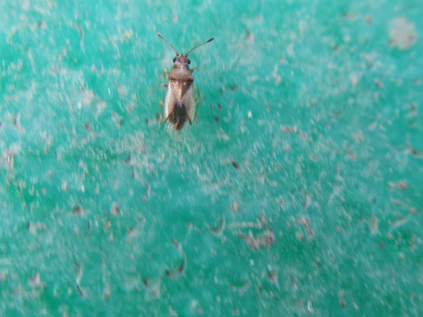 Cymus melanocephalus - feketefejű rétibodobács Cymus melanocephalus - feketefejű rétibodobács