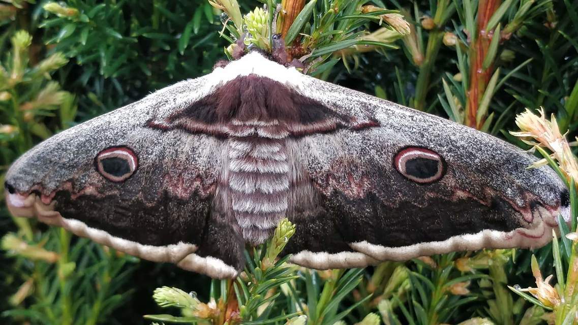 Saturnia pyri - nagy pávaszem