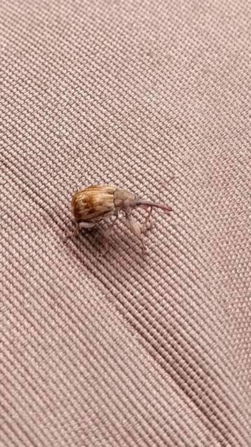 Anthonomus rectirostris - meggymaglikasztó Anthonomus rectirostris - meggymaglikasztó
