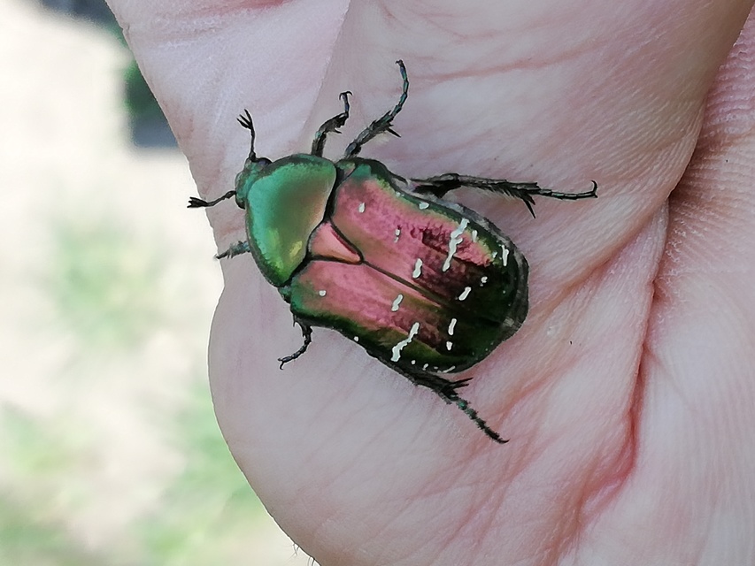 Cetonia aurata - aranyos virágbogár