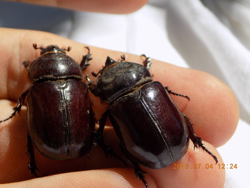 Oryctes nasicornis - orrszarvú bogár