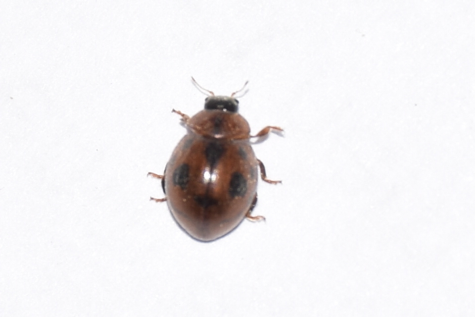 Cynegetis impunctata - pázsitfűböde