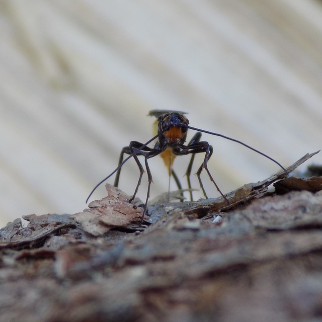Braconidae - gyilkosfürkészek