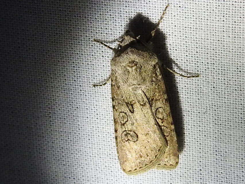 Agrotis segetum - vetési földibagoly
