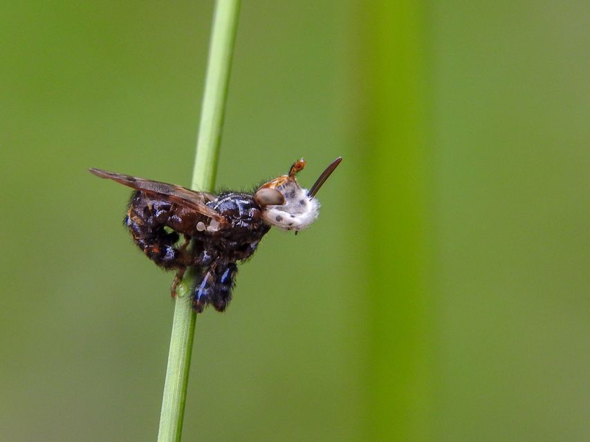 Myopa