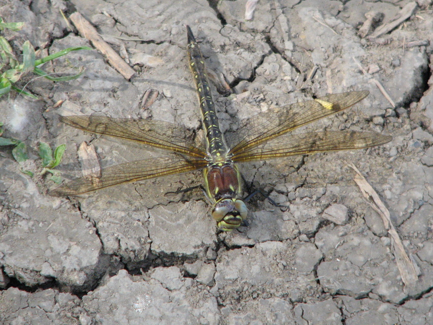 Brachytron pratense - szőrös karcsúacsa