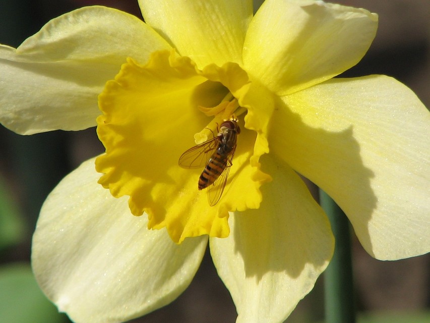 Episyrphus balteatus - ékfoltos zengőlégy