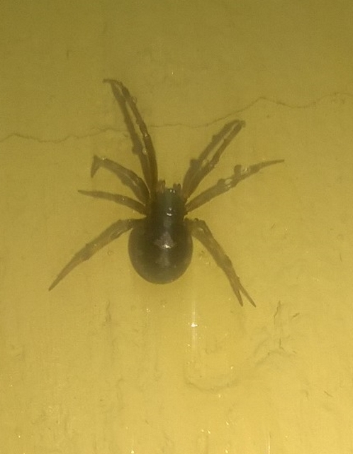 Steatoda triangulosa - háromszöges faggyúpók