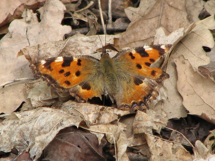 Nymphalis polychloros - nagy rókalepke